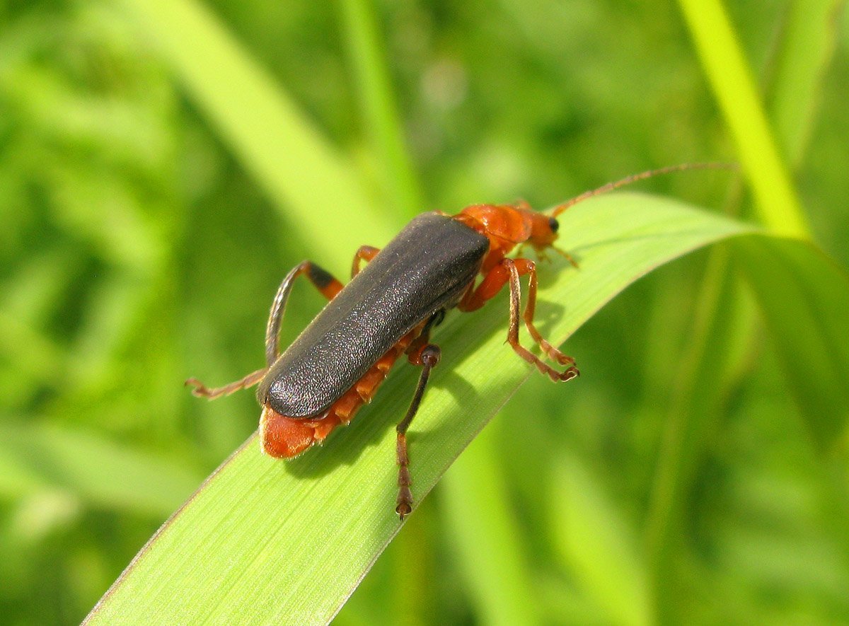 Красношейный усач Жук