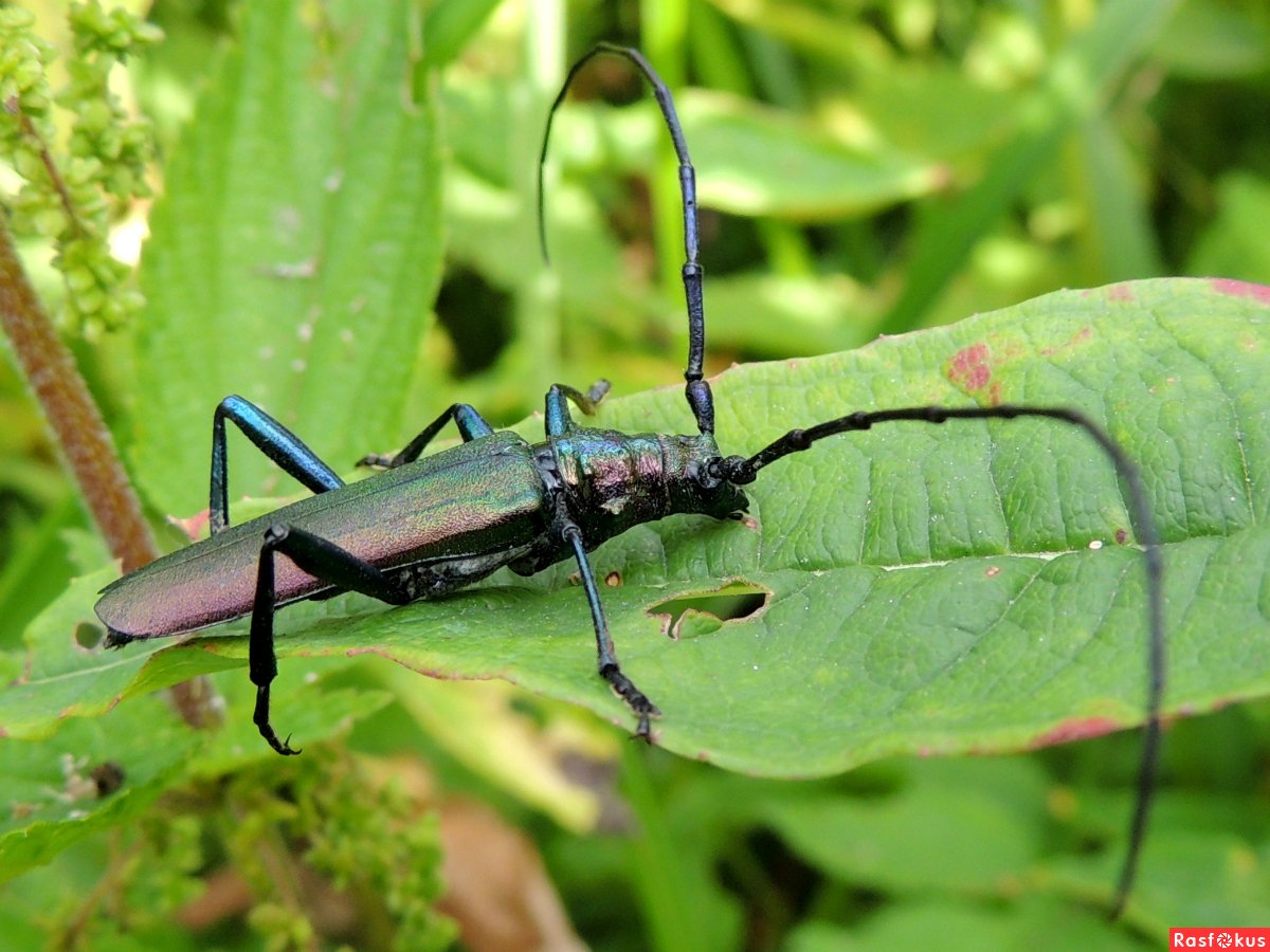 Жук усач Валецкого