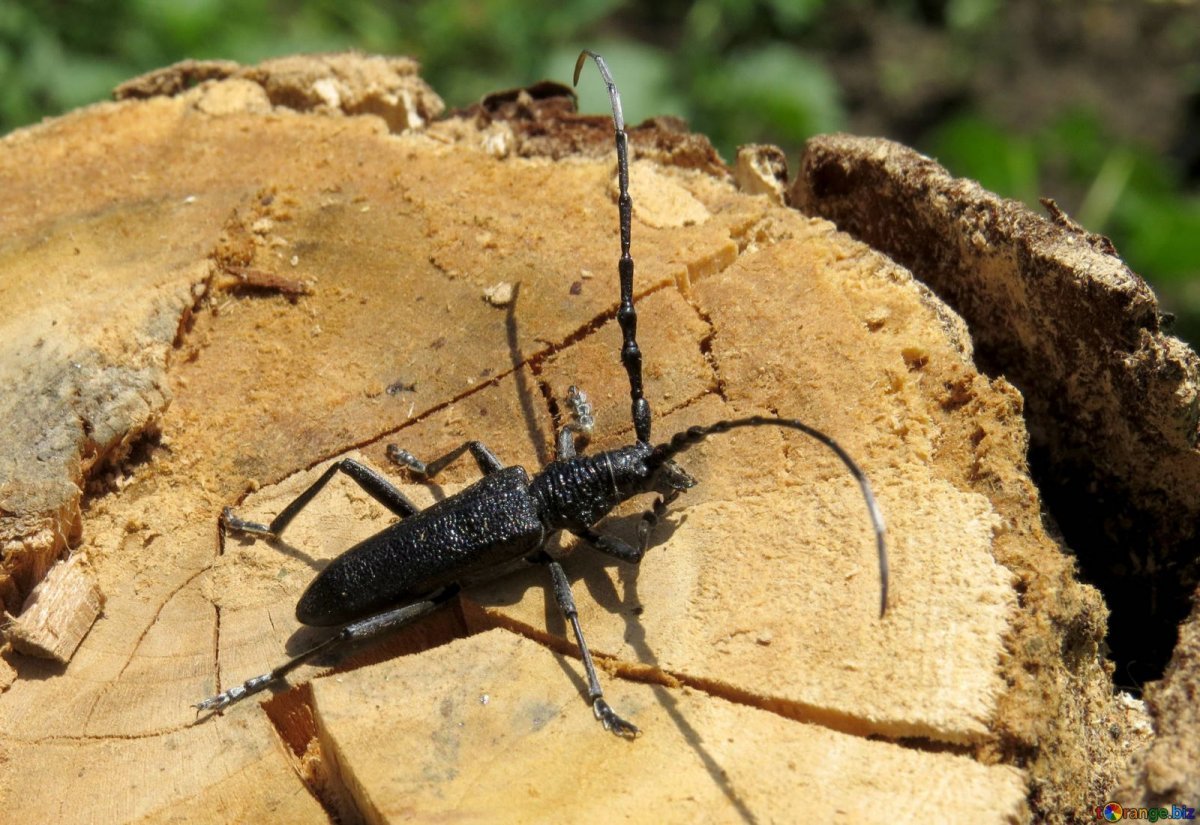 Жук усач Дубильщик