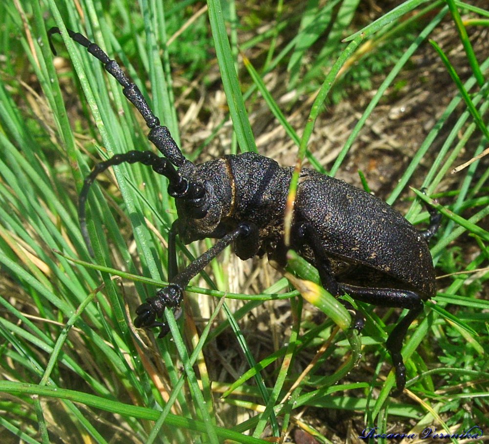 Жук усач Макросъёмка