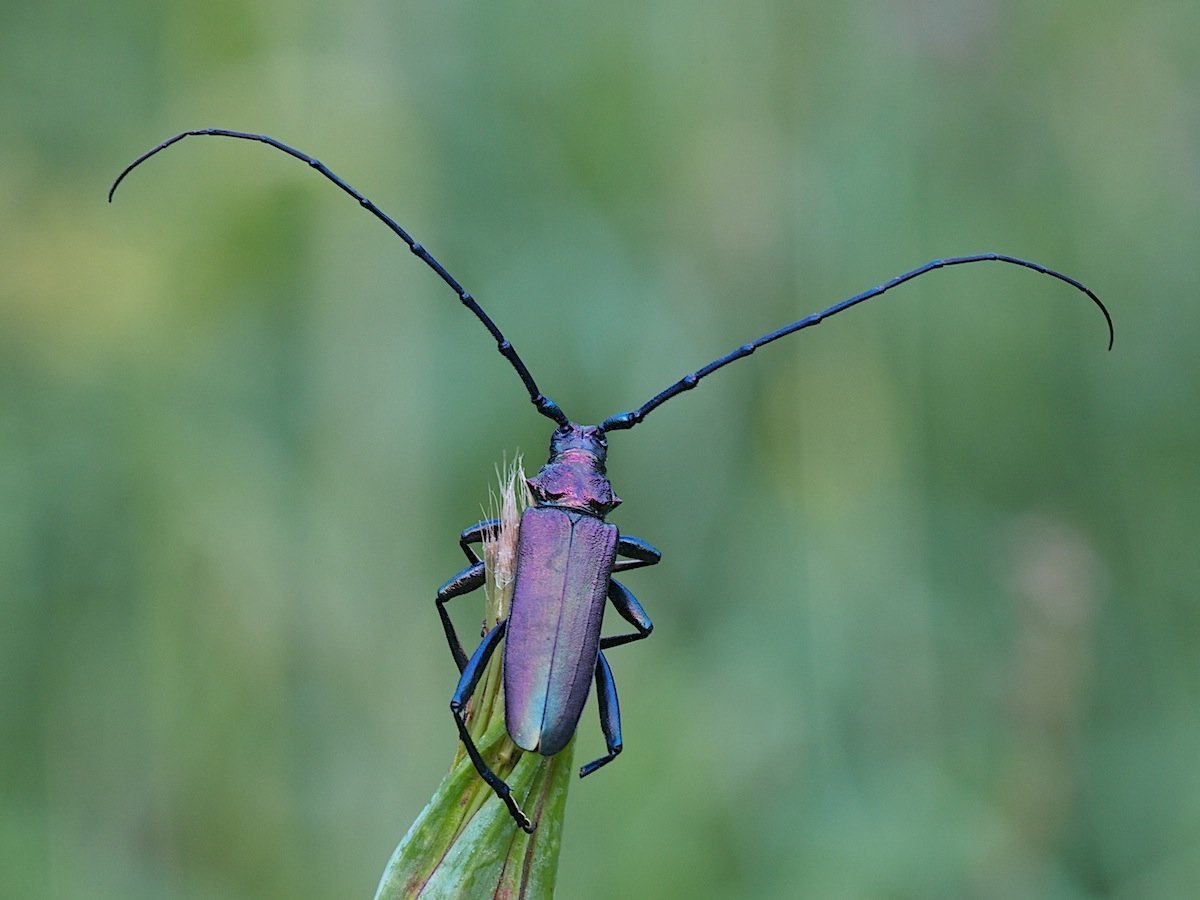 Фиолетовый Жук усач