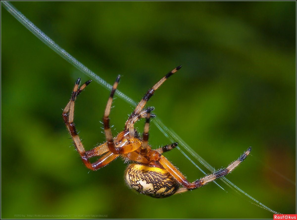 Паук крестовик Приморский край