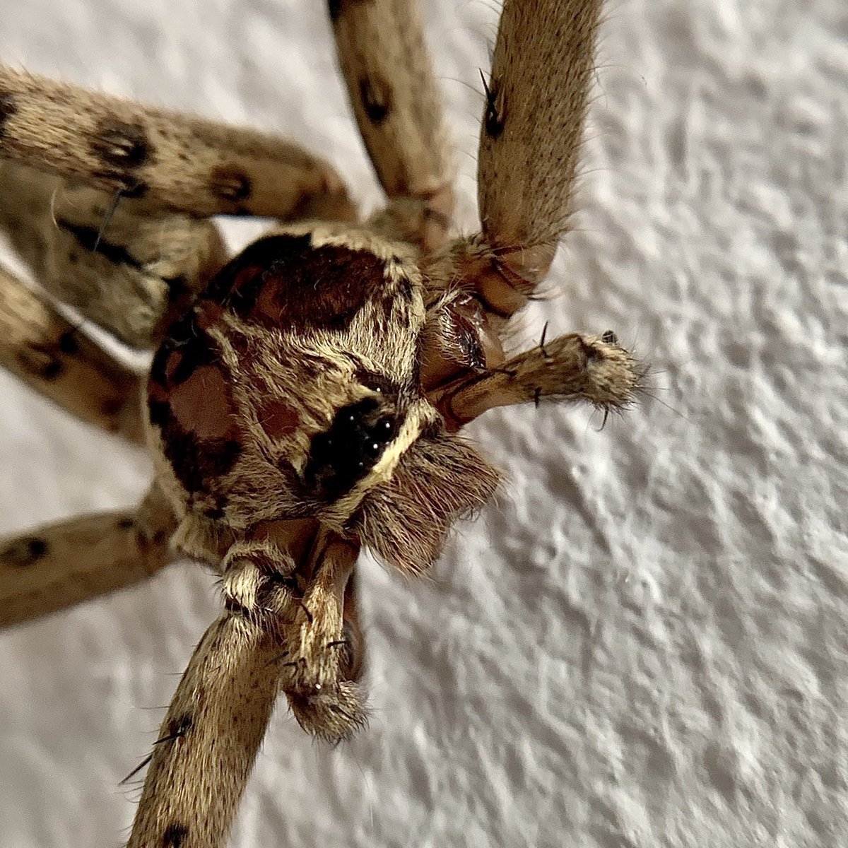Паук Huntsman Spider