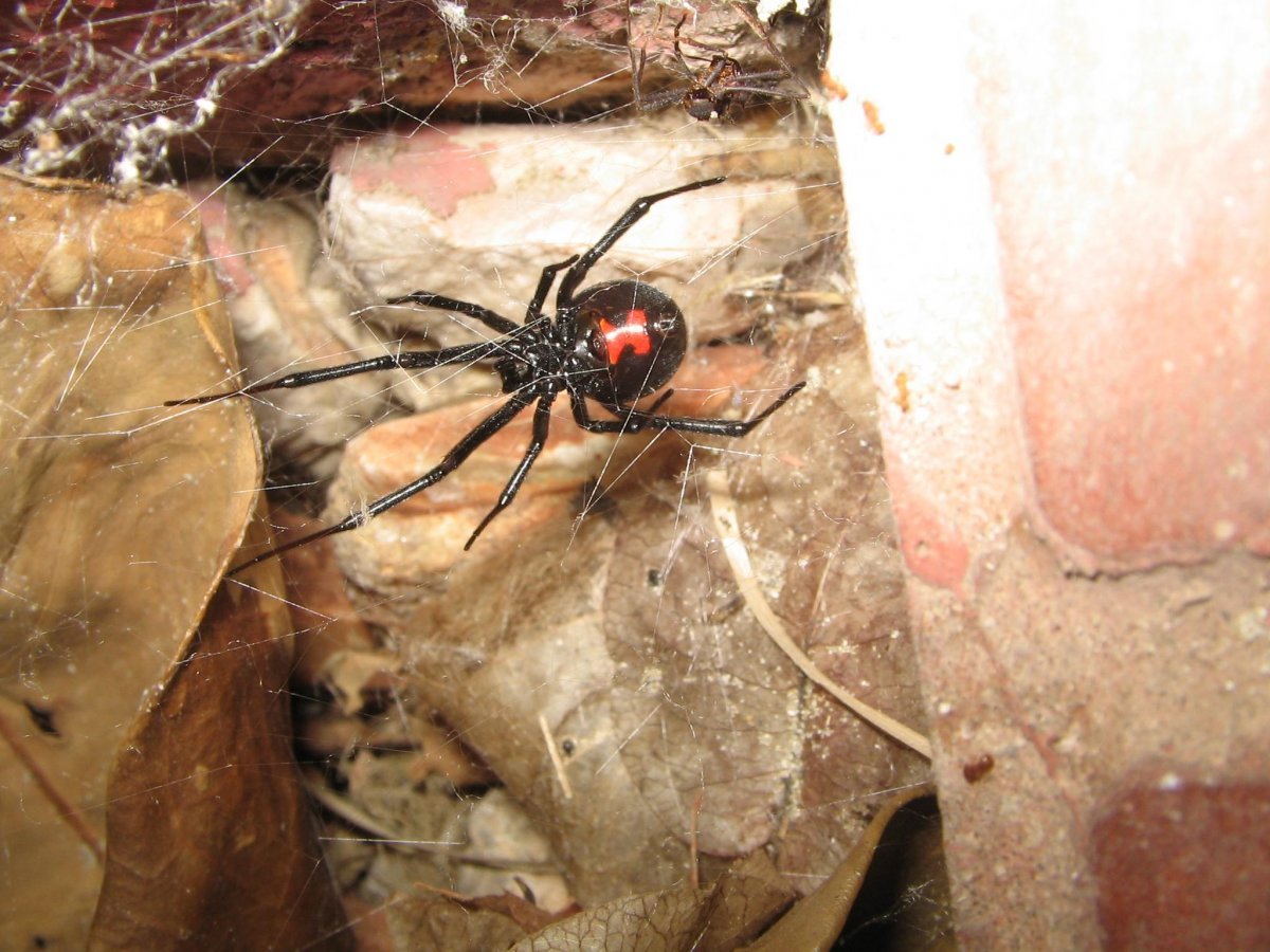 Latrodectus mactans (чёрная вдова)