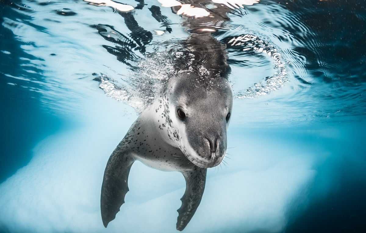 Морской леопард под водой
