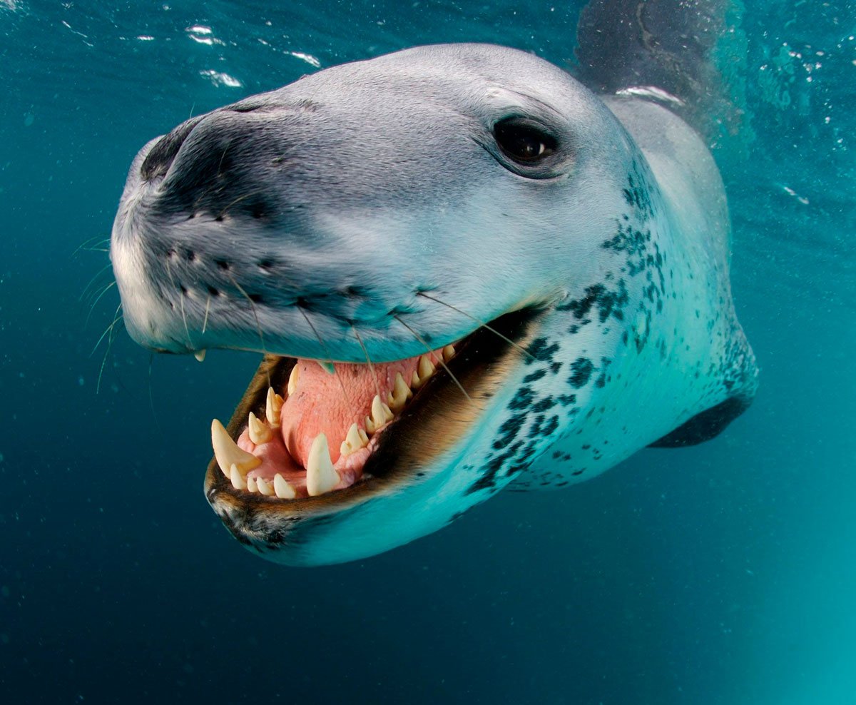 Кирсти Браун морской леопард