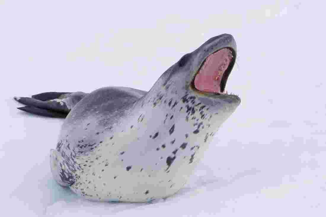 Морской леопард скелет