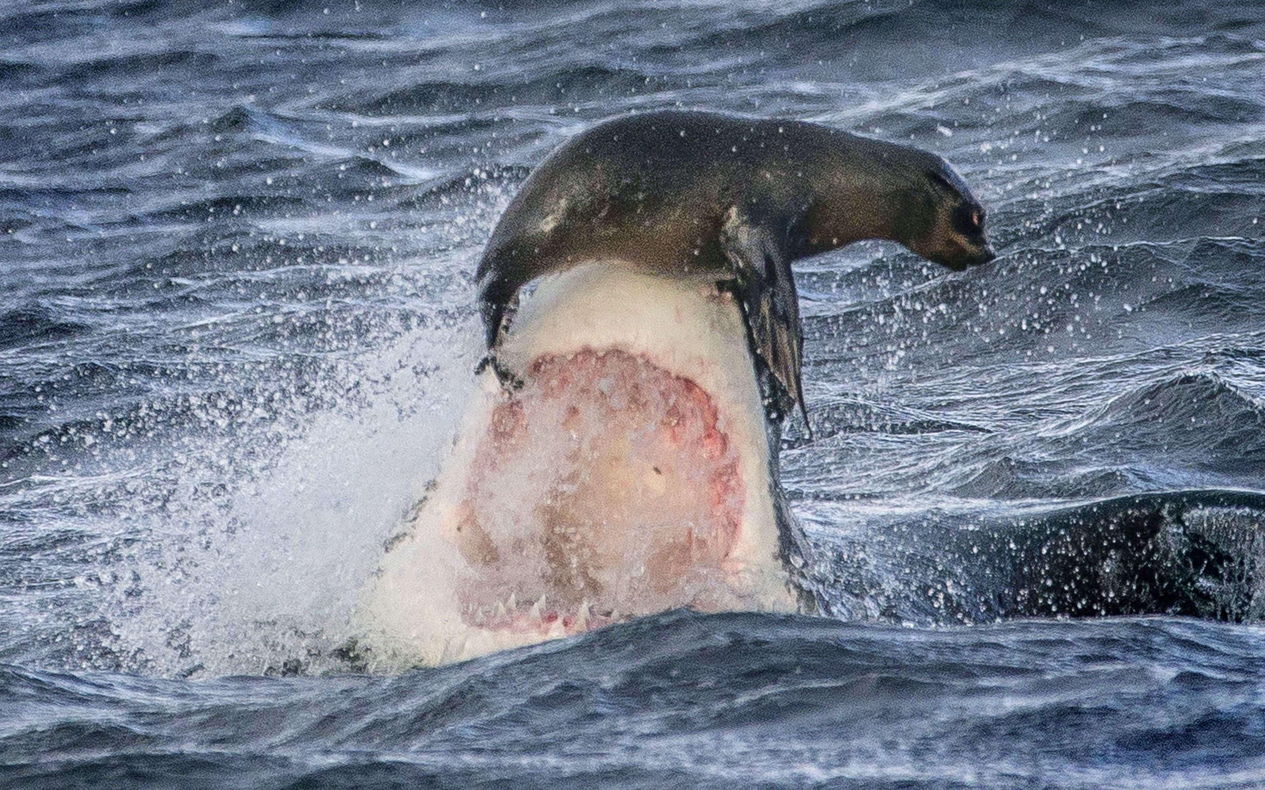 Морской нападение. Морской леопард и Касатка. Морские котики нападают на людей. Нападение касаток на акул.