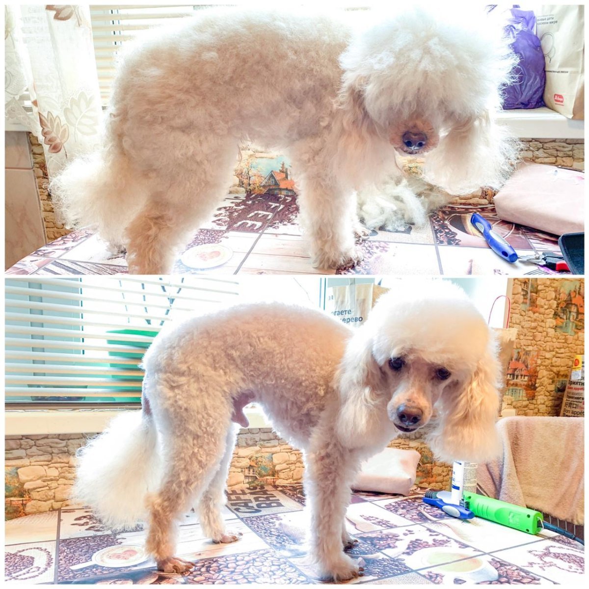 Карликовый пудель груминг