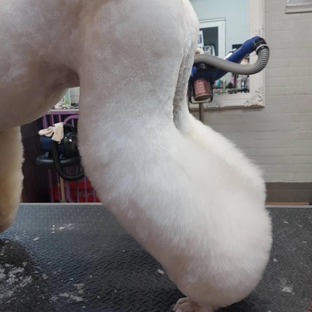 Скандинавский Лев стрижка пуделя