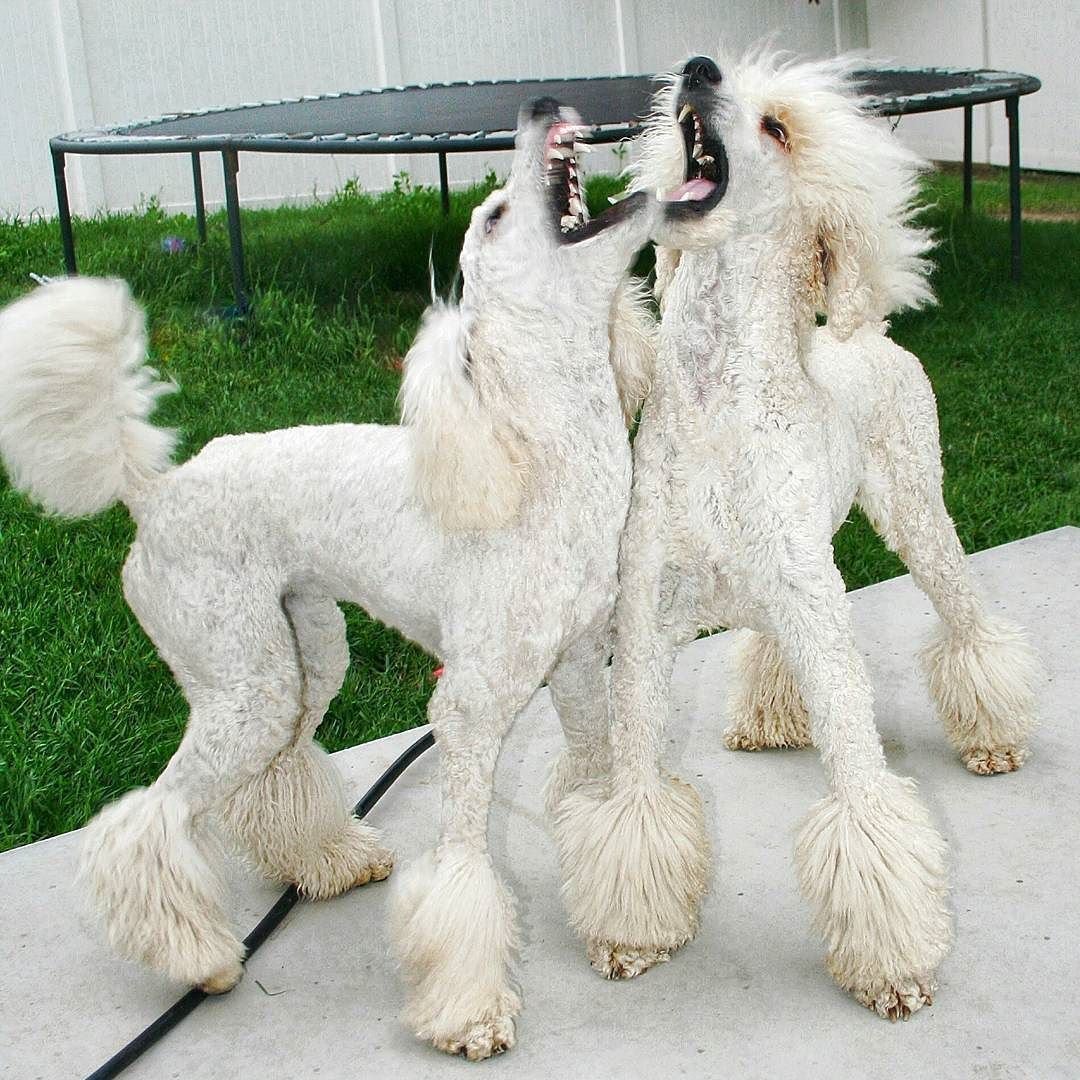 Пудель стрижка Паппи