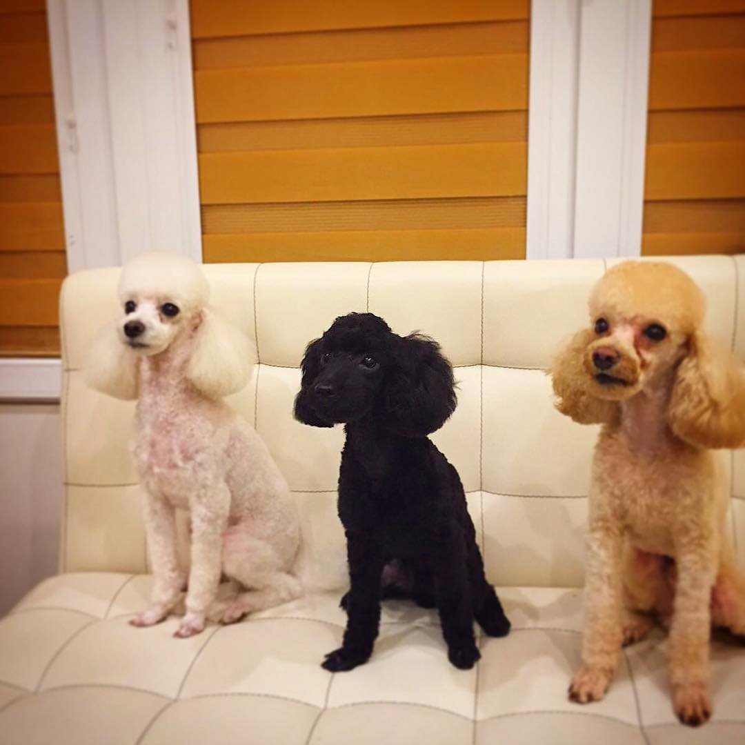 Стрижка карликового пуделя