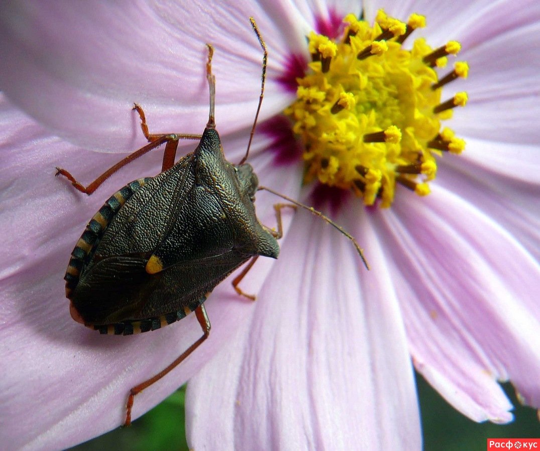 Клоп бздюль