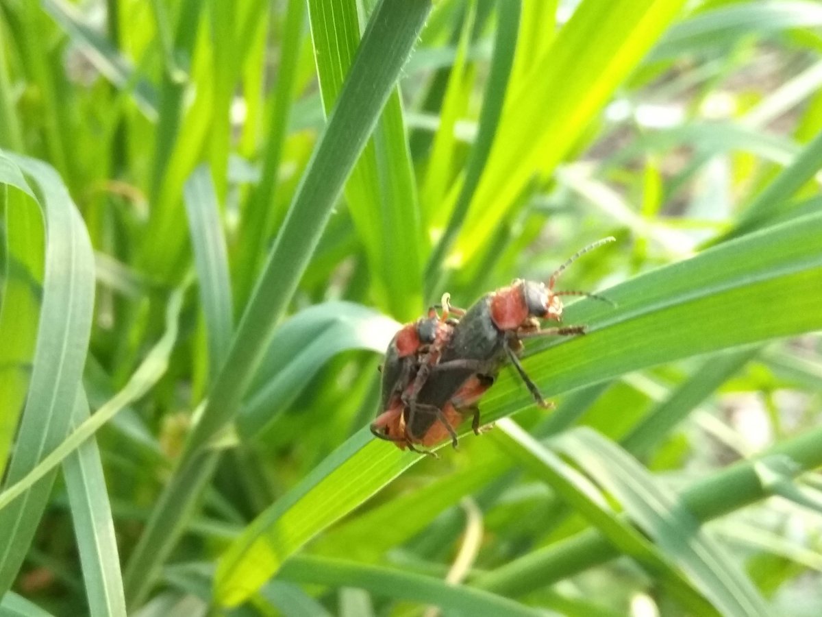 Клоп щитник зеленый