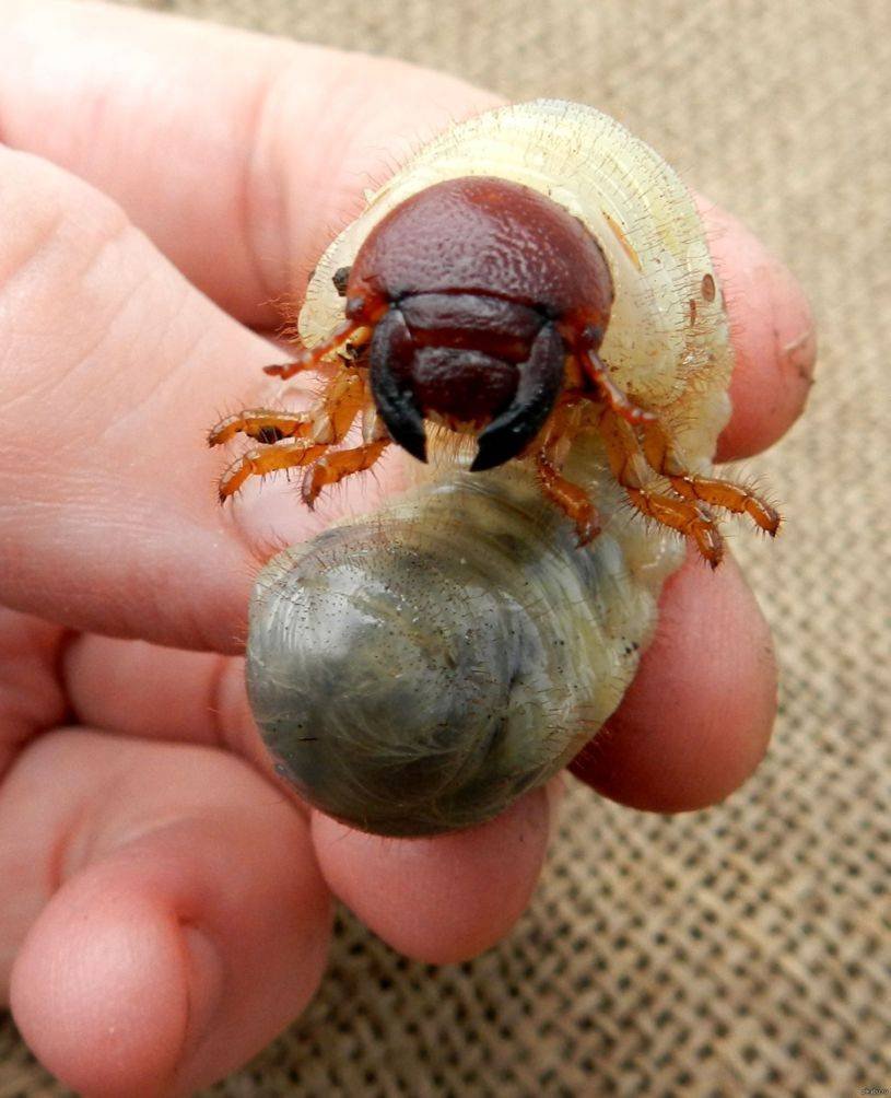 Личинка майского жука