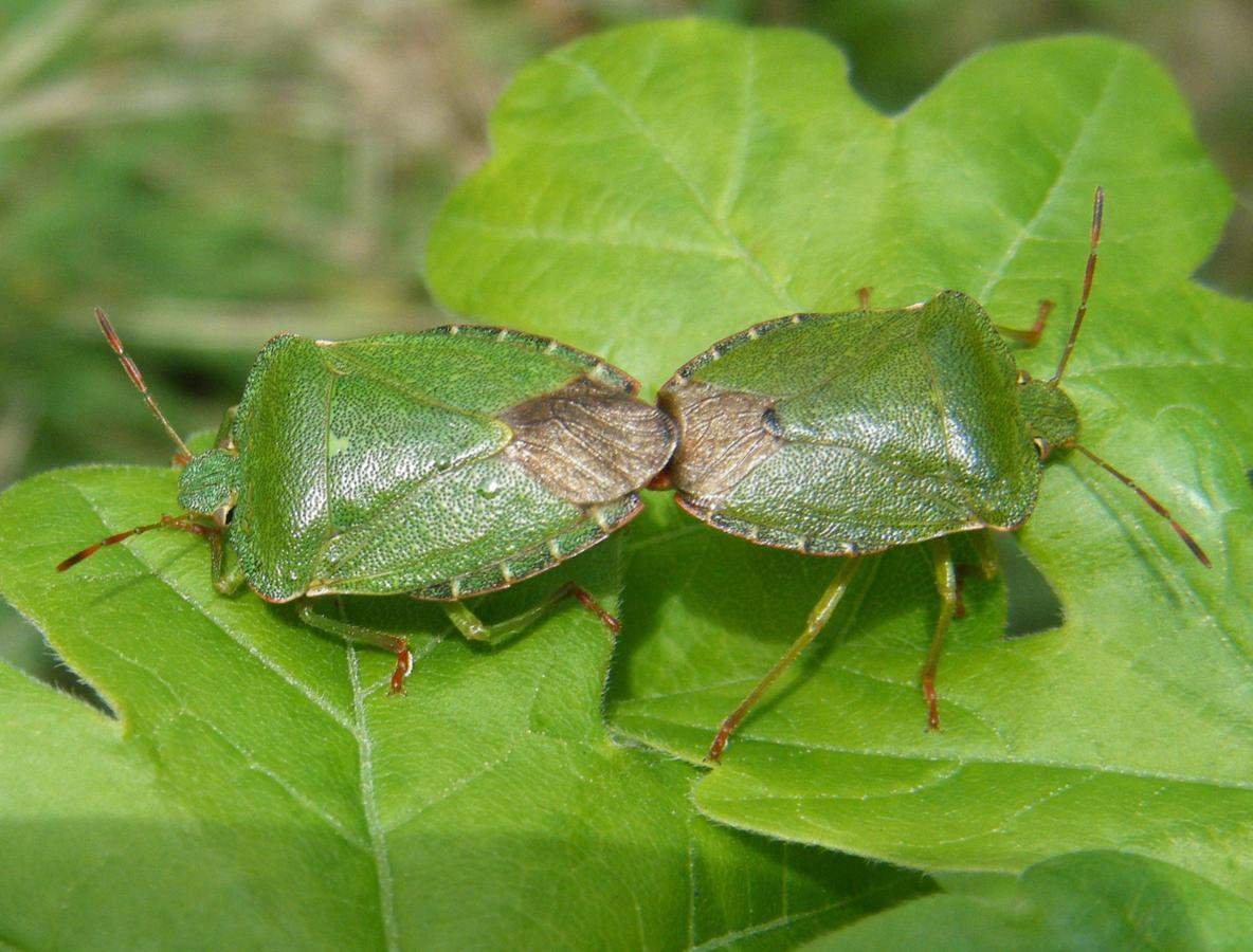 Щитник красноногий