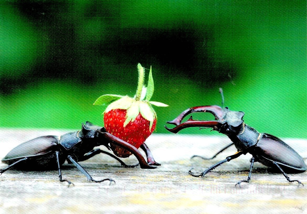 Жук олень питание