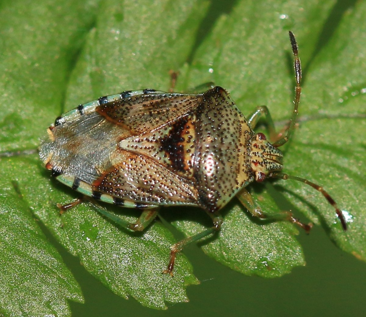 Клоп щитник пятнистый