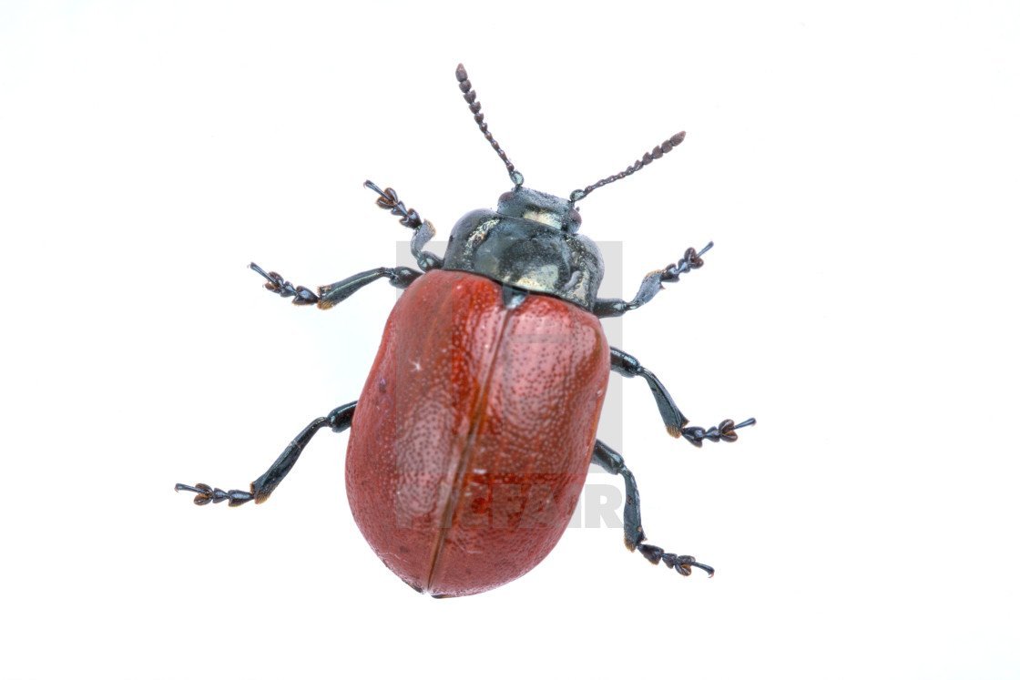 Жук на белом фоне