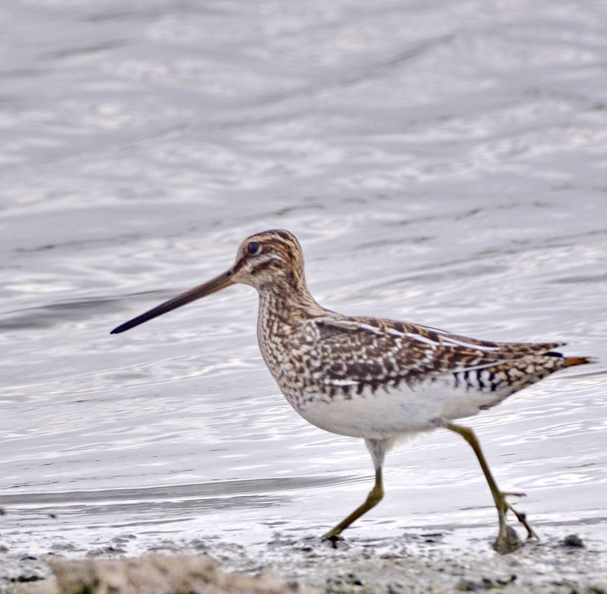 Кулик Бекас