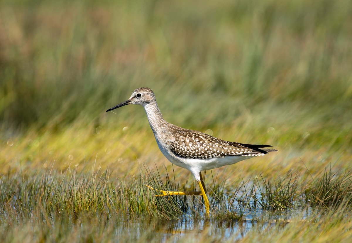 The lesser Yellowlegs (Tringa flavipes)