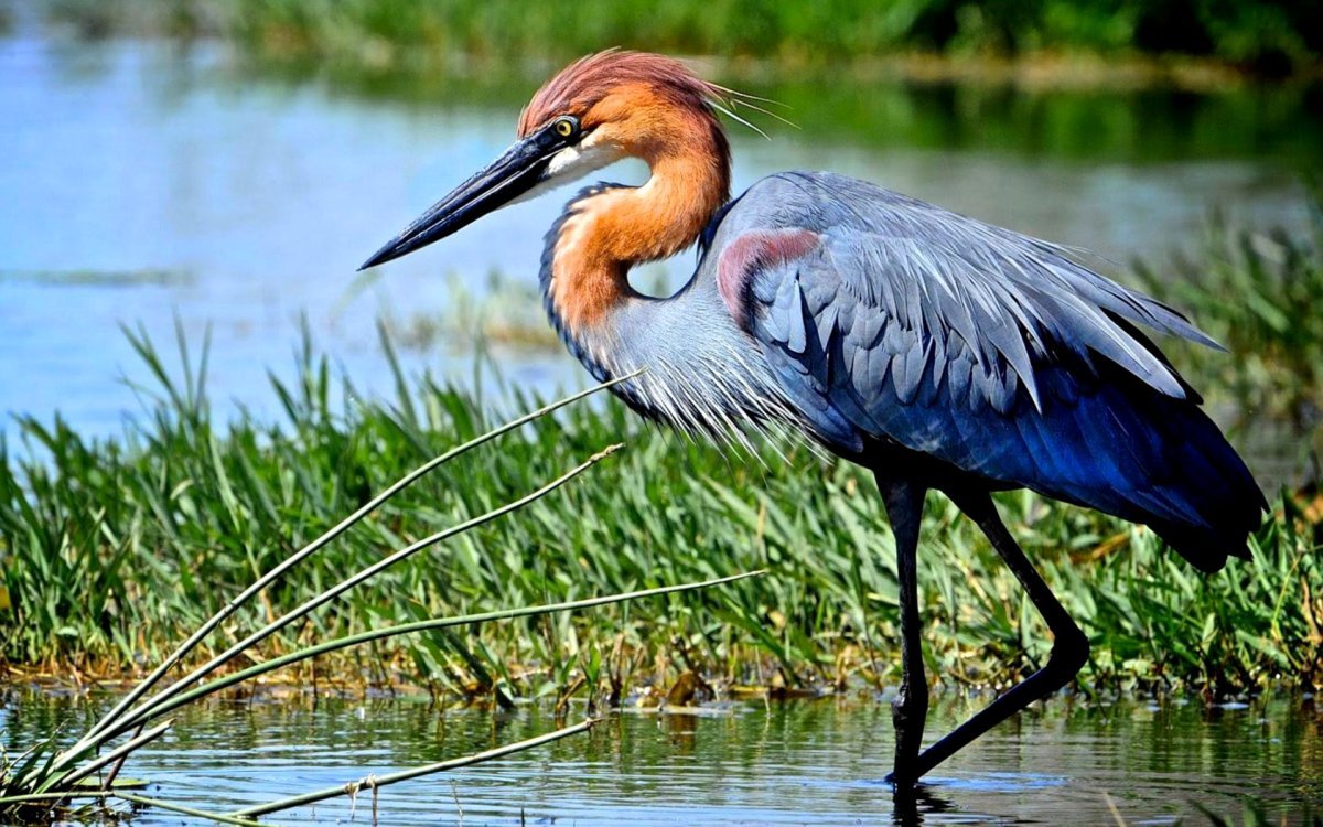 Исполинская цапля-Голиаф