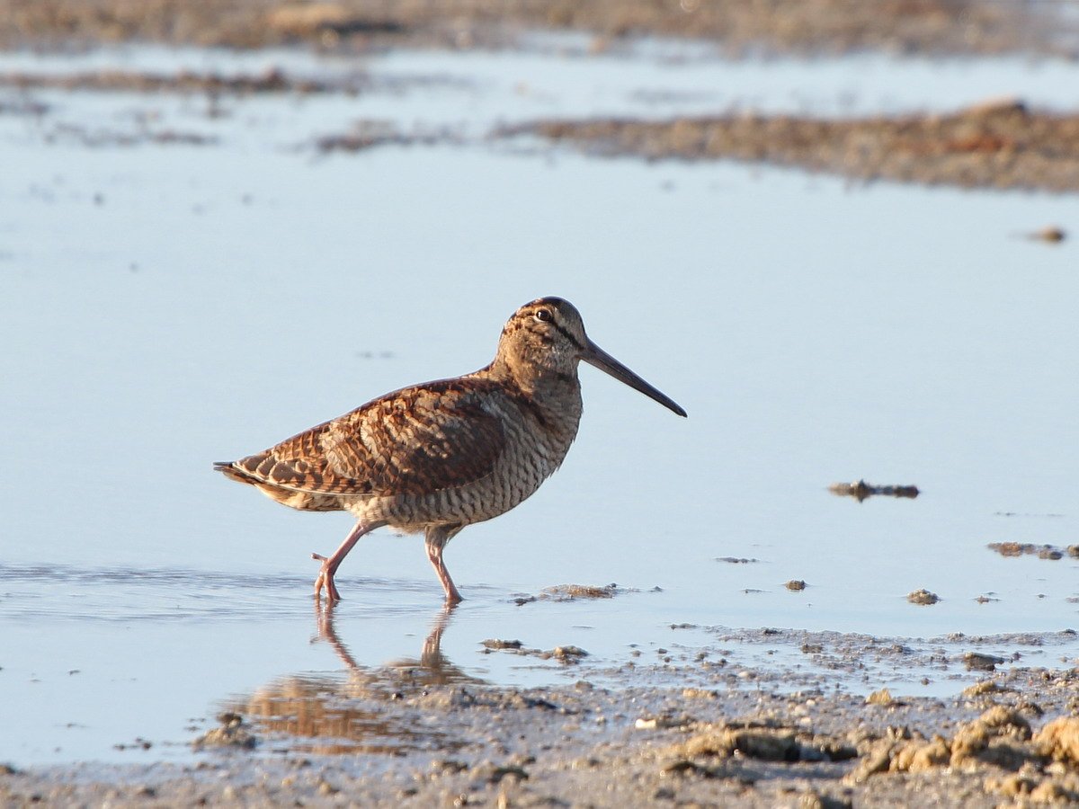Птица Кулик вальдшнеп