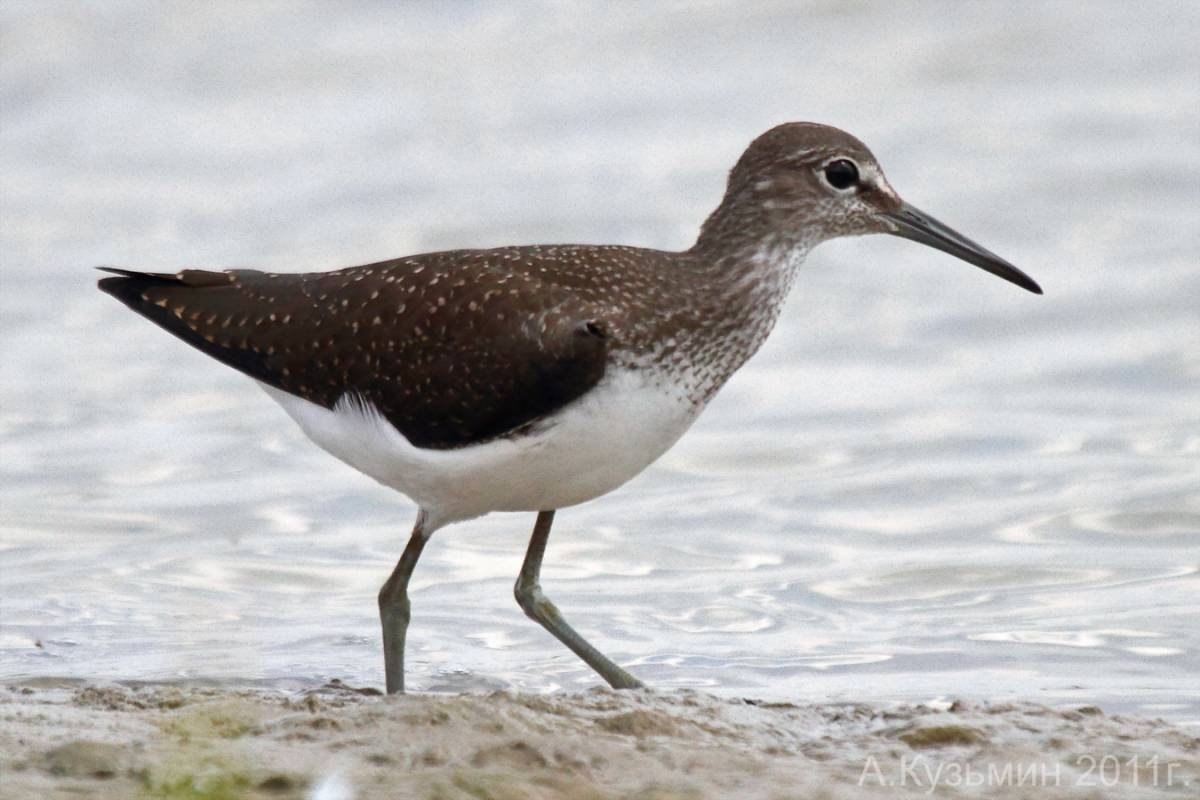 Кулик Черныш птица