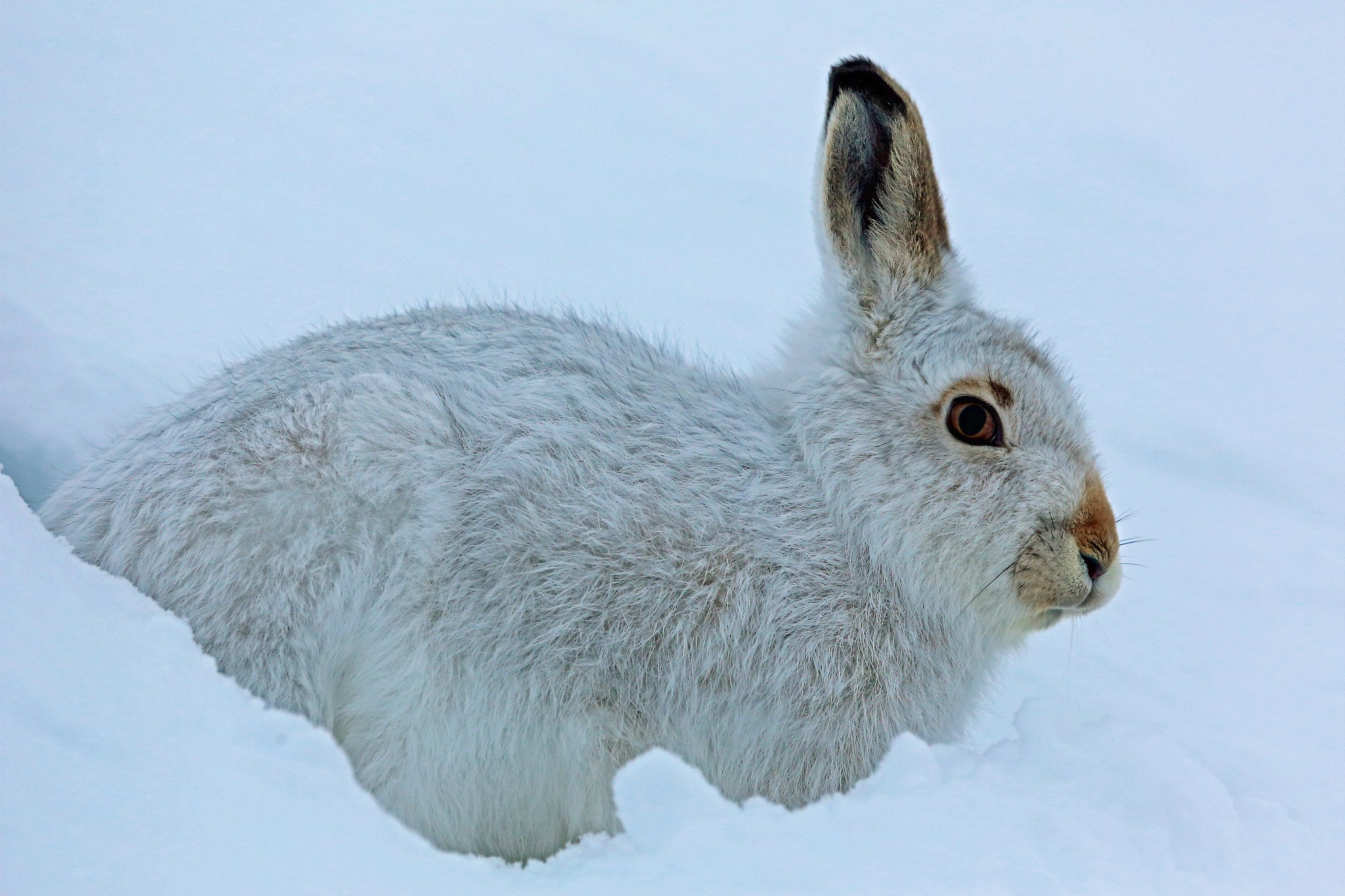 Какая шерсть у зайцев. Заяц-Беляк Lepus timidus. Альпийский заяц Беляк. Заяц Беляк Великобритания. Животные тайги заяц Беляк.