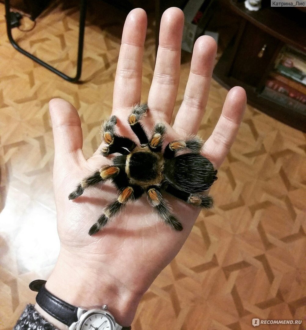 Brachypelma Vagans укус