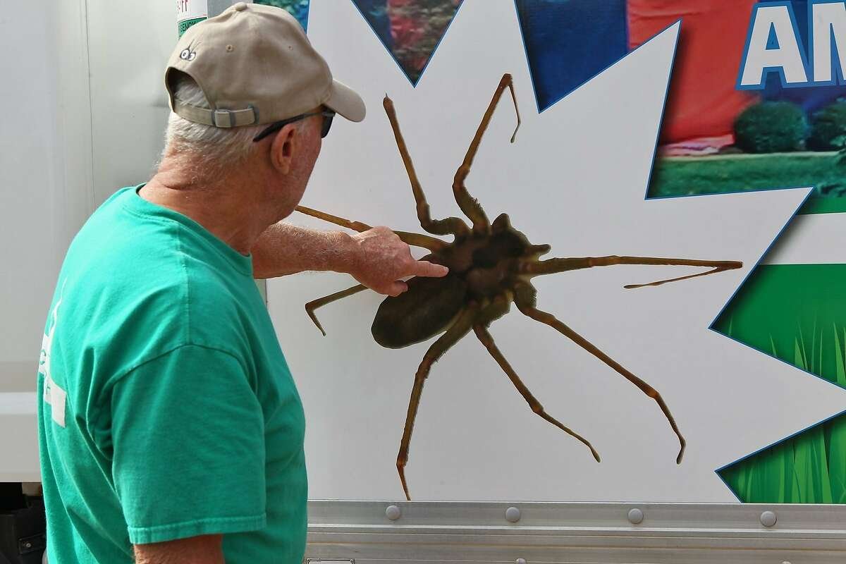 Самые большие пауки в доме