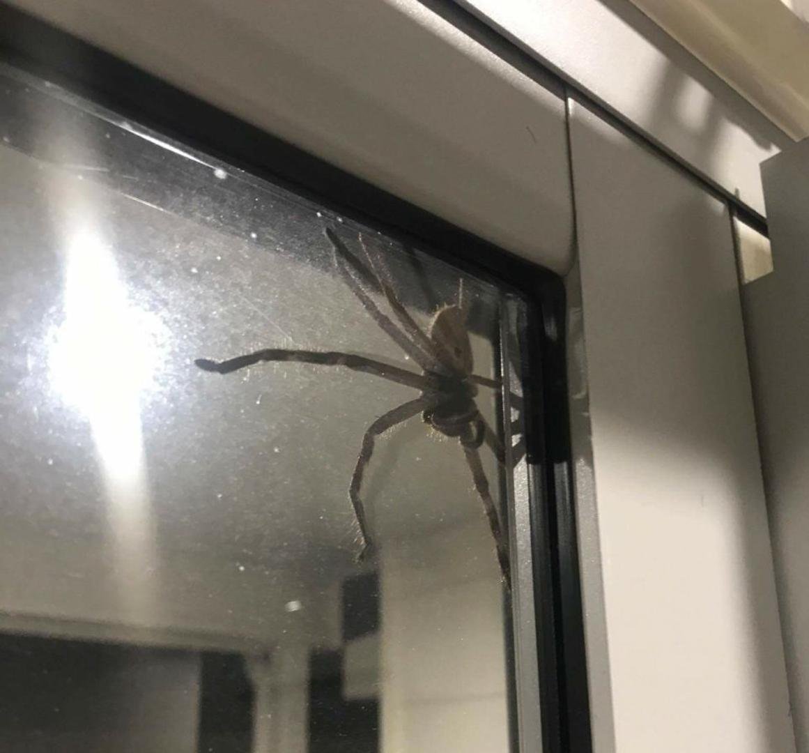 Гигантский австралийский паук охотник