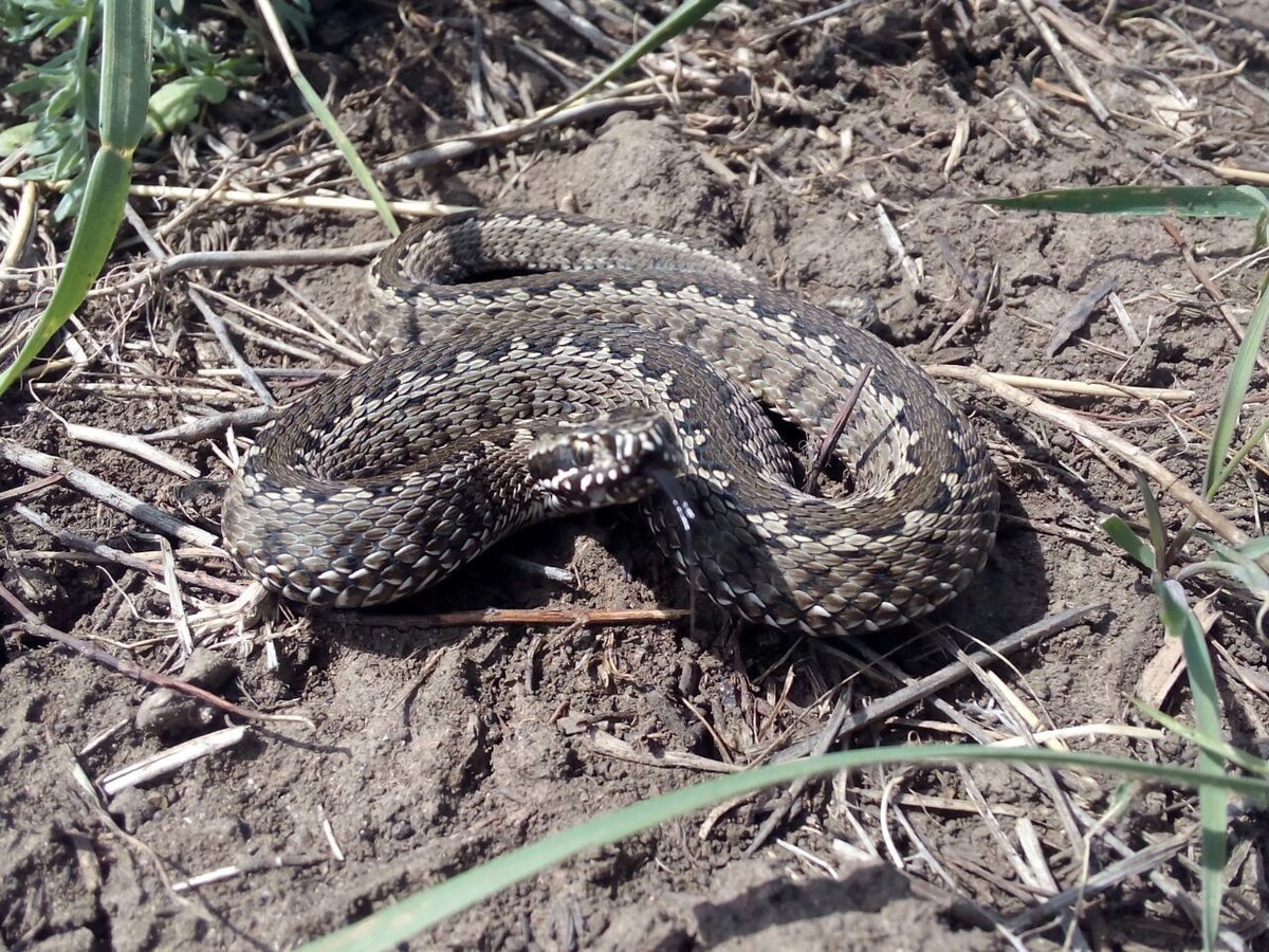 Гадюка монтикола