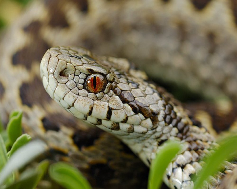 Восточная Степная гадюка