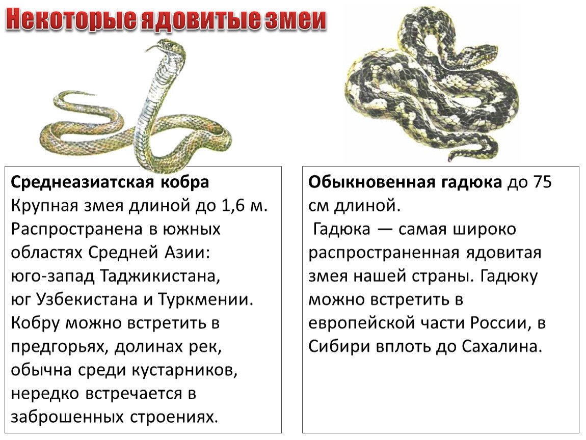 Среднеазиатские ядовитые змеи