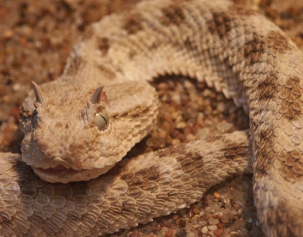 Ядовитая змея Гюрза