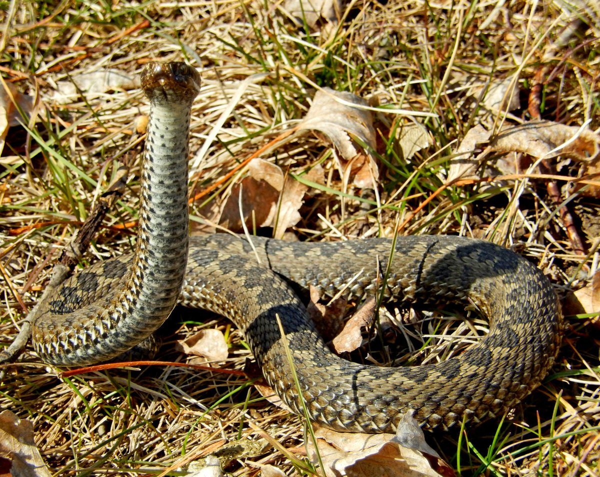 Гадюка Степная Крымская