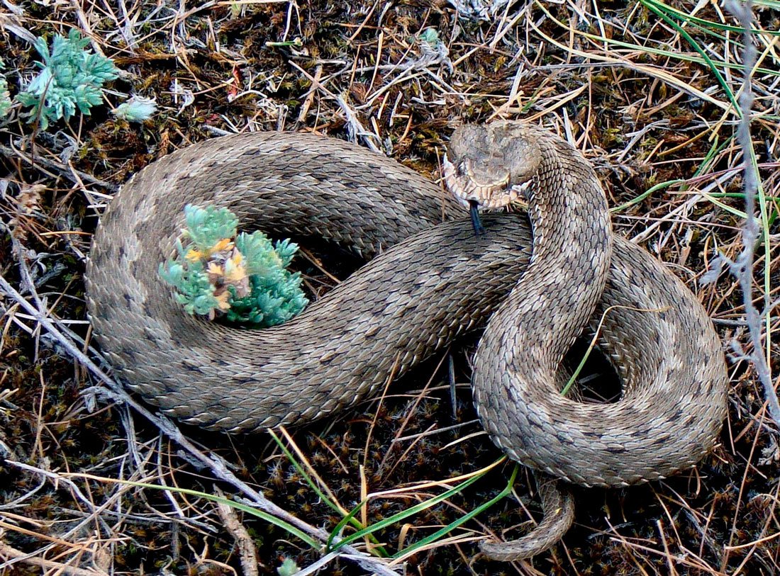 Степная гадюка Гюрза