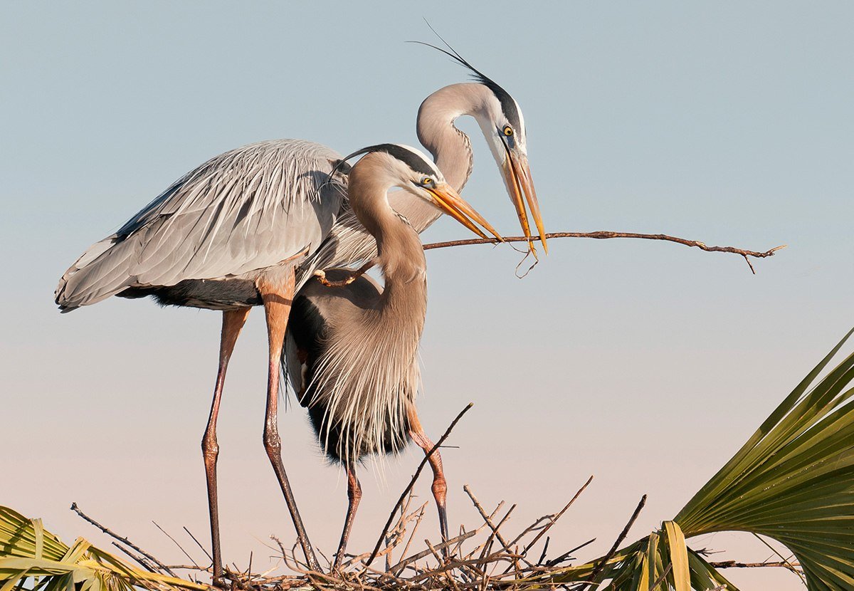 Цапли в брачный период