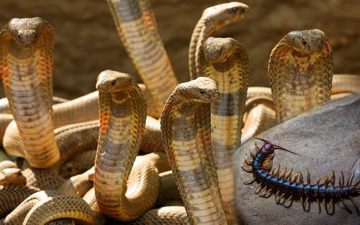 Змея Семибратка