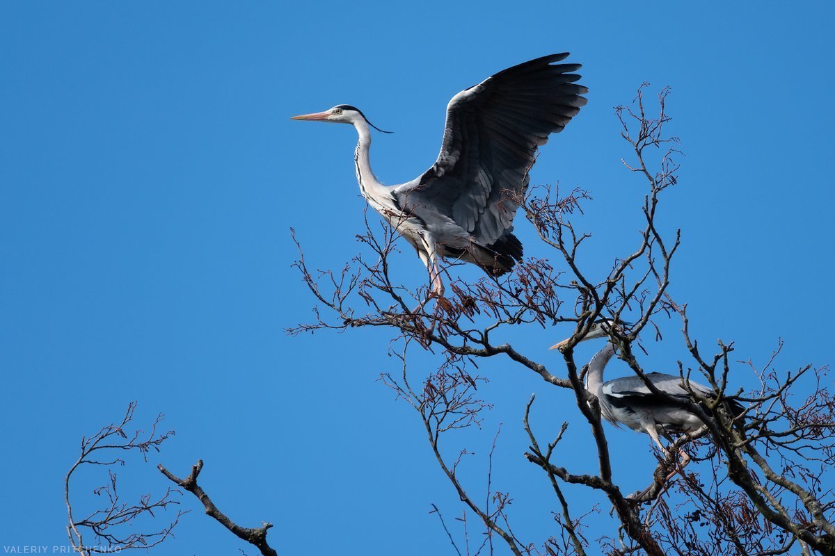 Колония серой Цапли Татарстан