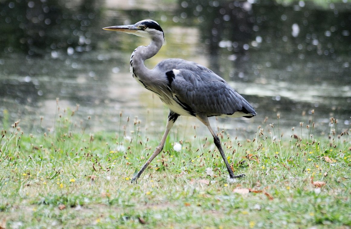 Свияга серая цапля
