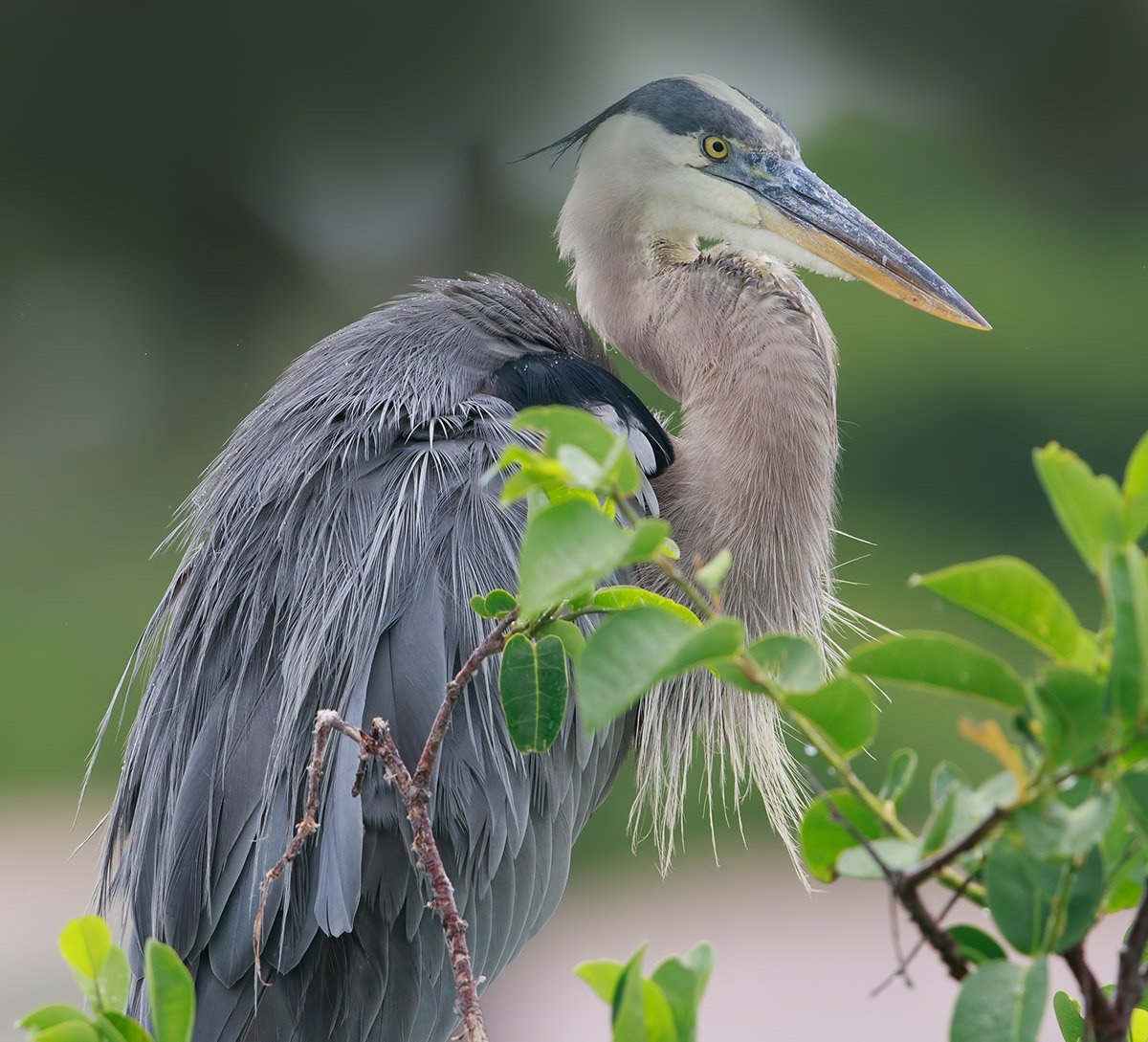 Голубоногая цапля