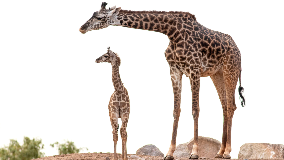 Жираф среда обитания. Жираф Мульти. Жираф большой для детей. Жираф картинка на белом фоне. Нарядный Жираф.
