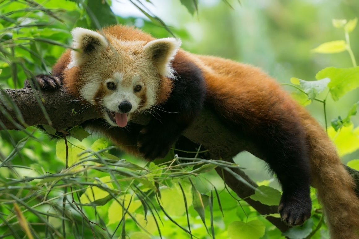 Самые популярные животные в евразии