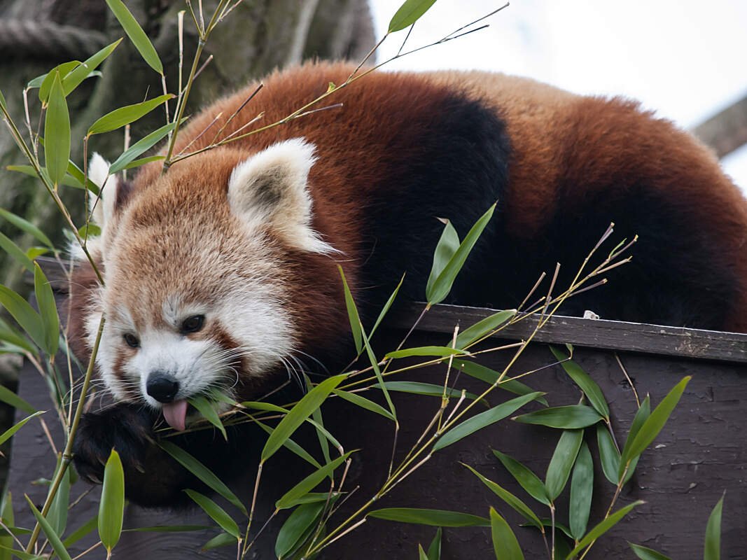 Самые популярные животные в Евразии