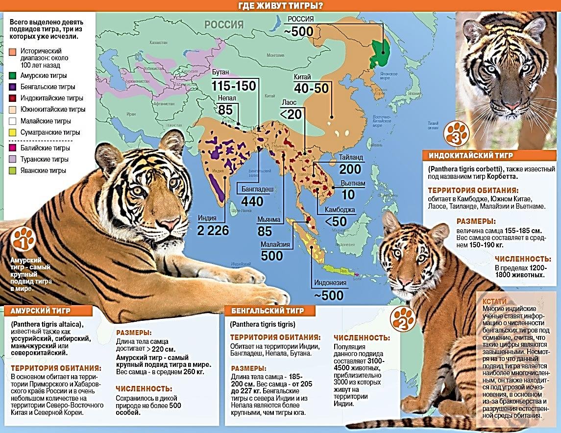 Ареал обитания Уссурийского тигра