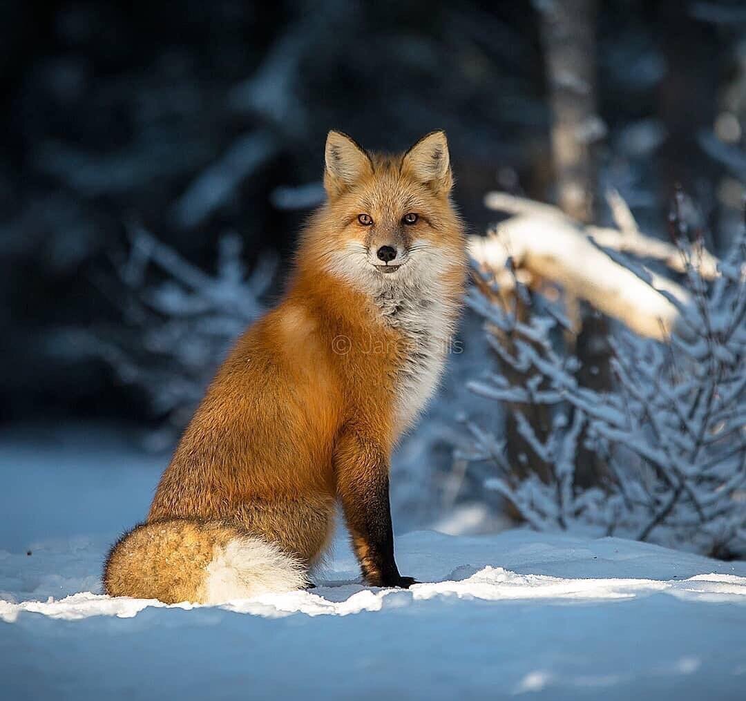 Волк и лиса