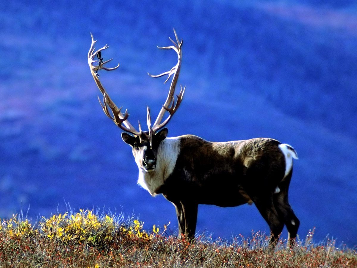 Северный олень Карибу