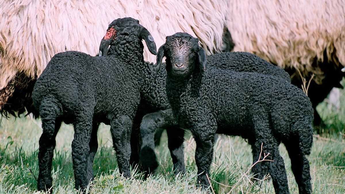 Караульскаяпорода овец